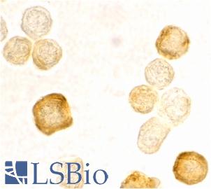 Immunocytochemical staining of HeLa cells using FLIPg/d antibody at 2 µg/ml.