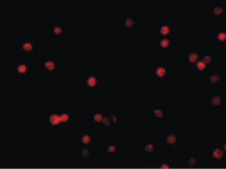 Immunofluorescence of FLIP in HeLa cells with FLIP antibody at 10 ug/ml.