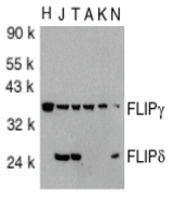 Western blot of FLIPg/d in total cell lysates from HeLa (H), Jurkat (J), THP-1 (T), A431 (A), K562 (K) and NIH3T3 (N) cells with FLIPg/d antibody at 1:1000 dilution.