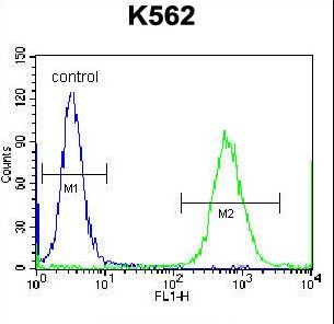 CTF1 Antibody flow cytometry of K562 cells (right histogram) compared to a negative control cell (left histogram). FITC-conjugated donkey-anti-rabbit secondary antibodies were used for the analysis.