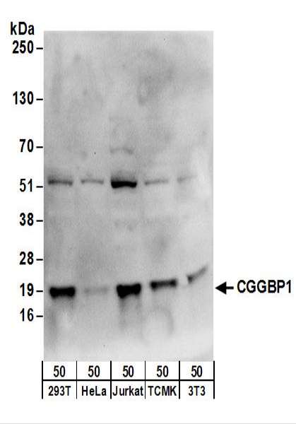 Detection of Human and Mouse CGGBP1 by Western Blot. Samples: Whole cell lysate (50 ug) from 293T, HeLa, Jurkat, mouse TCMK-1, and mouse NIH3T3 cells. Antibodies: Affinity purified rabbit anti-CGGBP1 antibody used for WB at 1 ug/ml. Detection: Chemiluminescence with an exposure time of 10 seconds.