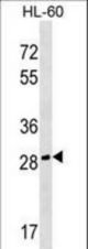 CGREF1 Antibody western blot of HL-60 cell line lysates (35 ug/lane). The CGREF1 antibody detected the CGREF1 protein (arrow).