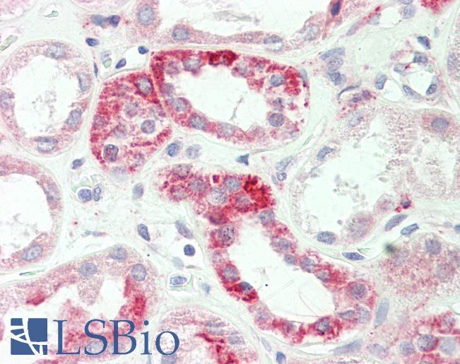 Anti-ADORA1 / Adenosine A1 Receptor antibody IHC staining of human kidney. Immunohistochemistry of formalin-fixed, paraffin-embedded tissue after heat-induced antigen retrieval.