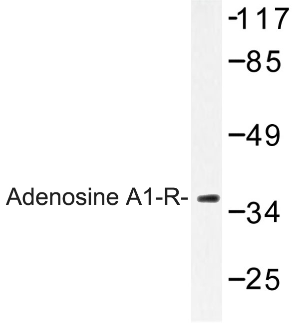 Western blot of Adenosine A1-R (D326) pAb in extracts from MCF-7 cells.