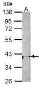 Sample (30 ug of whole cell lysate). A: NIH-3T3. 10% SDS PAGE. ADORA1 antibody diluted at 1:1000.