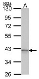 Sample (30 ug of whole cell lysate). A: Hela. 10% SDS PAGE. Adenosine receptor A1 antibody. ADORA1 antibody diluted at 1:1000.