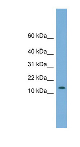 CHCHD1 antibody LS-C116551 Western blot of U937 cell lysate.