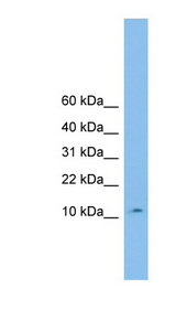 CHCHD1 antibody LS-C116552 Western blot of U937 cell lysate.