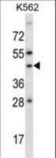 ADORA1 Antibody western blot of K562 cell line lysates (35 ug/lane). The ADORA1 antibody detected the ADORA1 protein (arrow).