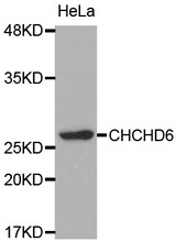 Western blot analysis of extracts of HeLa cell line, using CHCHD6 antibody.