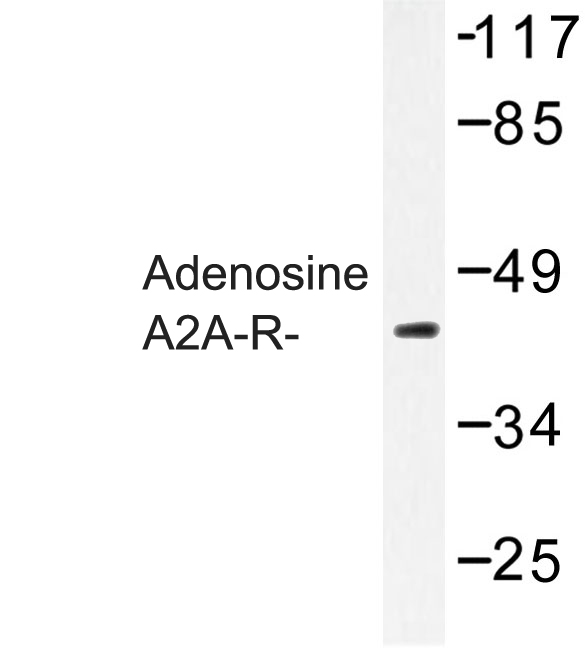 Western blot of Adenosine A2A-R (Y361) pAb in extracts from HepG2 cells.