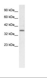 HepG2 Cell Lysate