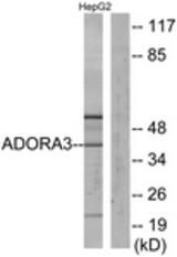 Western blot of extracts from HepG2 cells, using ADORA3 Antibody. The lane on the right is treated with the synthesized peptide.