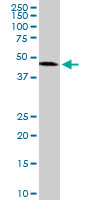 ADPRH monoclonal antibody (M04), clone 1F11. Western blot of ADPRH expression in K-562.