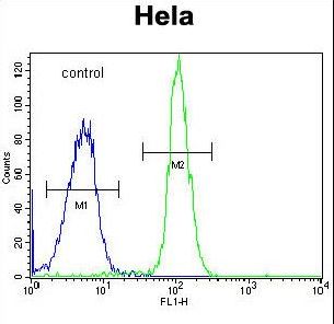 ADPRHL2 Antibody flow cytometry of HeLa cells (right histogram) compared to a negative control cell (left histogram). FITC-conjugated goat-anti-rabbit secondary antibodies were used for the analysis.