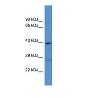 Western blot of Human U937. ADRA1A antibody dilution 1.0 ug/ml.