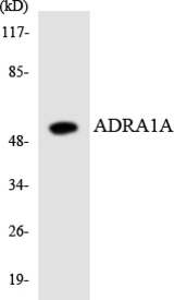 Western blot of the lysates from HUVEC cells using ADRA1A antibody.