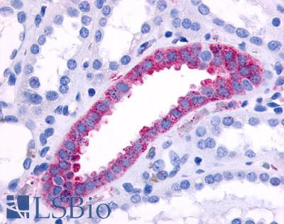Anti-ADRA1B antibody LS-A698 IHC of human kidney, collecting duct. Immunohistochemistry of formalin-fixed, paraffin-embedded tissue after heat-induced antigen retrieval.