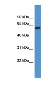 ADRA1B antibody LS-C135678 Western blot of THP-1 cell lysate.