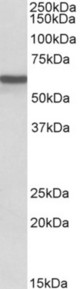 ADRA1B antibody (0.1 ug/ml) staining of Human Heart lysate (35 ug protein in RIPA buffer). Primary incubation was 1 hour. Detected by chemiluminescence.