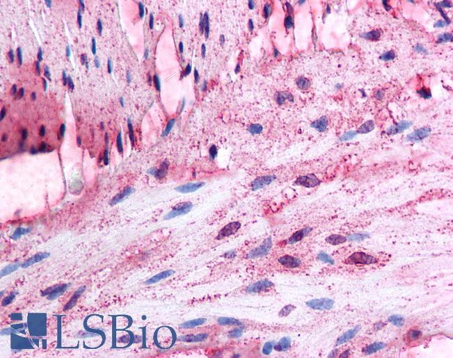Anti-ADRA1D antibody LS-A13 IHC of human colon, smooth muscle. Immunohistochemistry of formalin-fixed, paraffin-embedded tissue after heat-induced antigen retrieval.