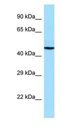 ADRA2A antibody Western Blot of Fetal Thymus.