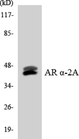 Western blot of the lysates from Jurkat cells using Adrenergic Receptor alpha -2A antibody.