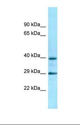 Western blot of Human THP-1. ADRA2C antibody dilution 1.0 ug/ml.