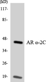 Western blot of the lysates from HeLa cells using Adrenergic Receptor alpha -2C antibody.