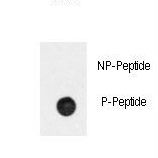 Dot blot of anti-Phospho-BAR2-pS261 Antibody on nitrocellulose membrane. 50ng of Phospho-peptide or Non Phospho-peptide per dot were adsorbed. Antibody working concentrations are 0.5ug per ml.