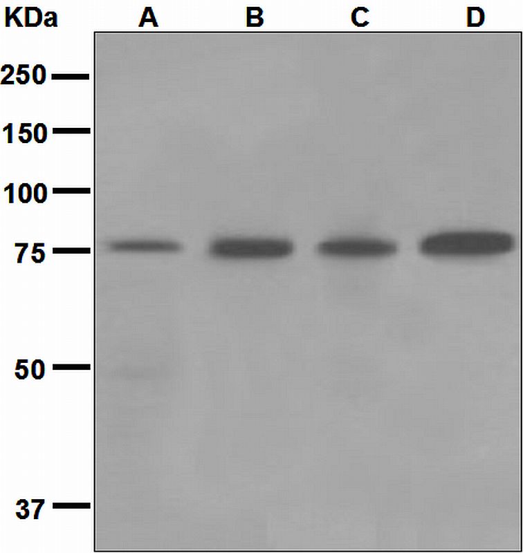 Western blot analysis on (A) U937, (B) Ramos, (C) HL-60, and (D) Molt-4 cell lysates using anti-GRK3 antibody.