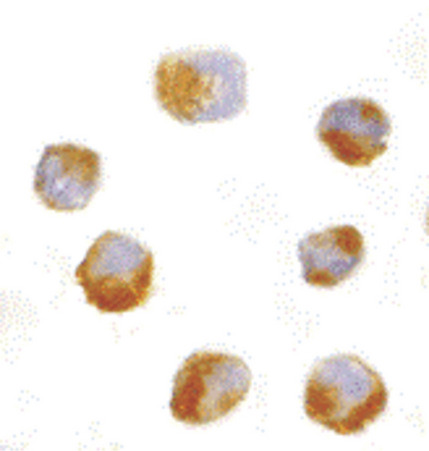 Immunocytochemistry of AES in 293 cells with AES antibody at 10 ug/ml.