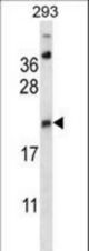 AES Antibody western blot of 293 cell line lysates (35 ug/lane). The AES antibody detected the AES protein (arrow).