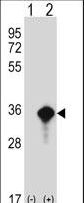 Western blot of AES (arrow) using rabbit polyclonal AES Antibody. 293 cell lysates (2 ug/lane) either nontransfected (Lane 1) or transiently transfected (Lane 2) with the AES gene.
