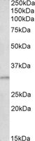 AES antibody (0.3 ug/ml) staining of Human Cerebral Cortex lysate (35 ug protein/ml in RIPA buffer). Primary incubation was 1 hour. Detected by chemiluminescence.