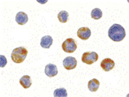 Immunocytochemistry of AES in HeLa cells with AES antibody at 10 ug/ml.