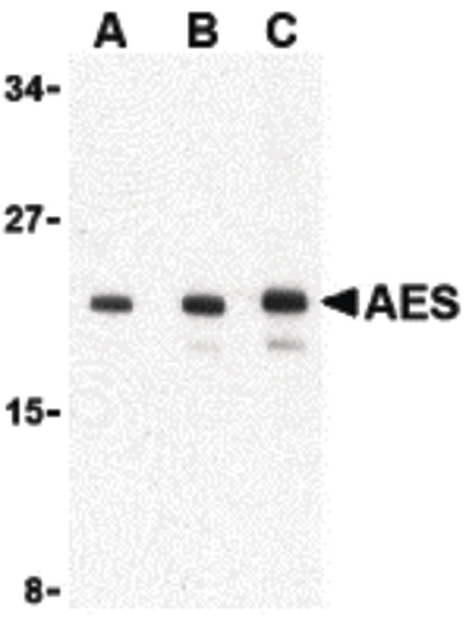Western blot of AES in 293 cell lysate with AES antibody at (A) 1, (B) 2 and (C) 4 ug/ml.