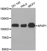 Western blot analysis of extracts of various cell lines, using AFAP1 antibody.