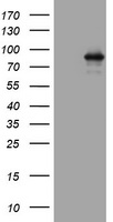 HEK293T cells were transfected with the pCMV6-ENTRY control (Left lane) or pCMV6-ENTRY AFAP1 (Right lane) cDNA for 48 hrs and lysed. Equivalent amounts of cell lysates (5 ug per lane) were separated by SDS-PAGE and immunoblotted with anti-AFAP1.