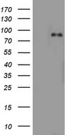HEK293T cells were transfected with the pCMV6-ENTRY control (Left lane) or pCMV6-ENTRY AFAP1 (Right lane) cDNA for 48 hrs and lysed. Equivalent amounts of cell lysates (5 ug per lane) were separated by SDS-PAGE and immunoblotted with anti-AFAP1.