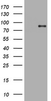 HEK293T cells were transfected with the pCMV6-ENTRY control (Left lane) or pCMV6-ENTRY AFAP1 (Right lane) cDNA for 48 hrs and lysed. Equivalent amounts of cell lysates (5 ug per lane) were separated by SDS-PAGE and immunoblotted with anti-AFAP1.