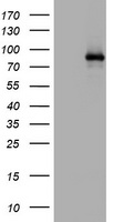 HEK293T cells were transfected with the pCMV6-ENTRY control (Left lane) or pCMV6-ENTRY AFAP1 (Right lane) cDNA for 48 hrs and lysed. Equivalent amounts of cell lysates (5 ug per lane) were separated by SDS-PAGE and immunoblotted with anti-AFAP1.