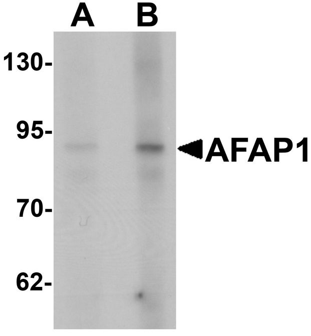 Western blot analysis of AFAP1 in HeLa cell lysate with AFAP1 antibody at (A) 1 and (B) 2 ug/ml.