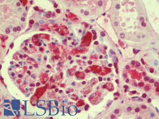 Anti-AFAP1L1 antibody IHC staining of human kidney. Immunohistochemistry of formalin-fixed, paraffin-embedded tissue after heat-induced antigen retrieval. Antibody LS-B9579 concentration 5 ug/ml.