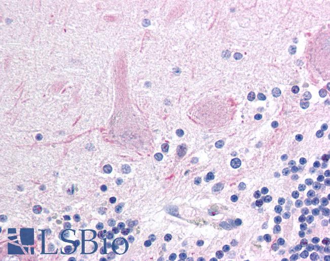 Anti-AFF1 antibody IHC of human brain, cerebellum. Immunohistochemistry of formalin-fixed, paraffin-embedded tissue after heat-induced antigen retrieval. Antibody LS-B796 concentration 10 ug/ml.
