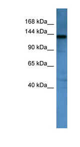 AFF1 antibody LS-C134940 Western blot of Mouse Kidney lysate.