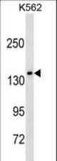 MLLT2 Antibody (C-term T1196) western blot of K562 cell line lysates (35 ug/lane). The MLLT2 antibody detected the MLLT2 protein (arrow).