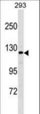 AFF2 Antibody western blot of 293 cell line lysates (35 ug/lane). The AFF2 antibody detected the AFF2 protein (arrow).