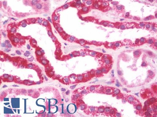 Anti-AFG3L2 antibody IHC staining of human kidney. Immunohistochemistry of formalin-fixed, paraffin-embedded tissue after heat-induced antigen retrieval. Antibody LS-B10642 concentration 10 ug/ml.