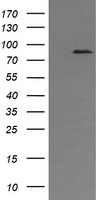 HEK293T cells were transfected with the pCMV6-ENTRY control (Left lane) or pCMV6-ENTRY AFG3L2 (Right lane) cDNA for 48 hrs and lysed. Equivalent amounts of cell lysates (5 ug per lane) were separated by SDS-PAGE and immunoblotted with anti-AFG3L2.